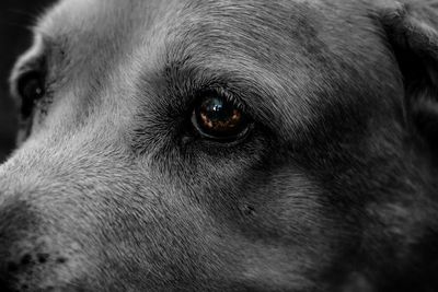 Close-up of dog looking away