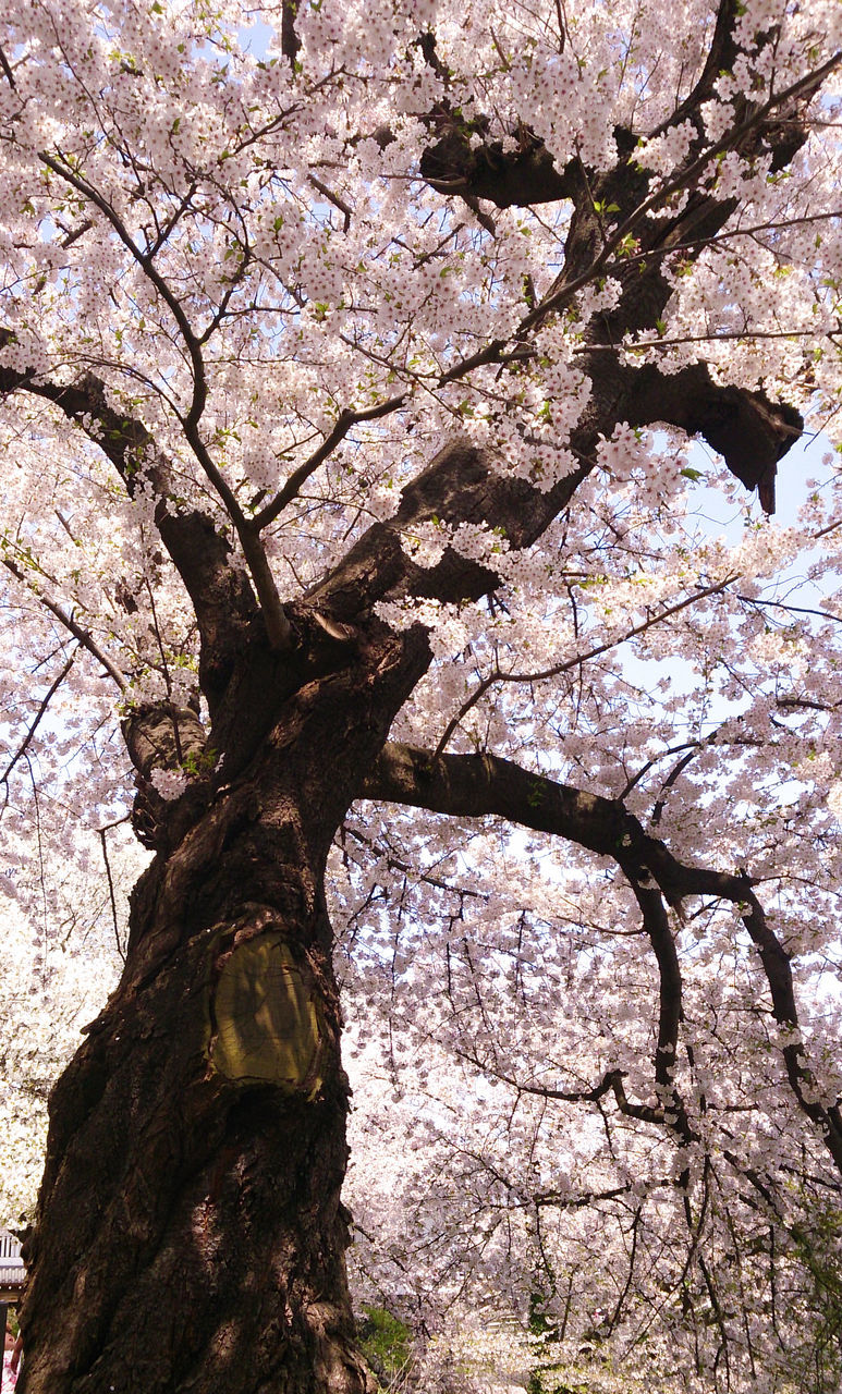 LOW ANGLE VIEW OF CHERRY BLOSSOMS IN SPRING