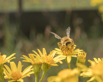 Close-up of bee pollinating on yellow flower