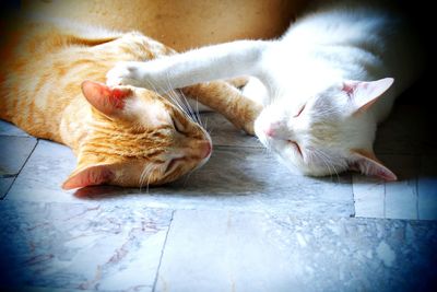 Close-up of cats sleeping on floor