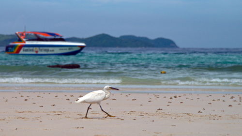 Side view of heron walking at beach against sky