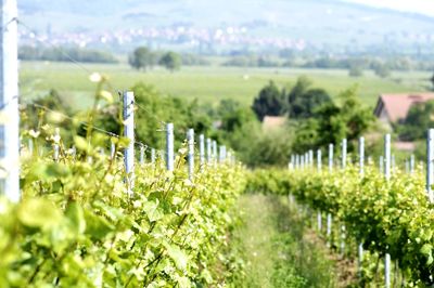 Scenic view of vineyard