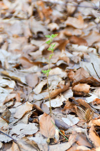 Full frame shot of autumn leaves