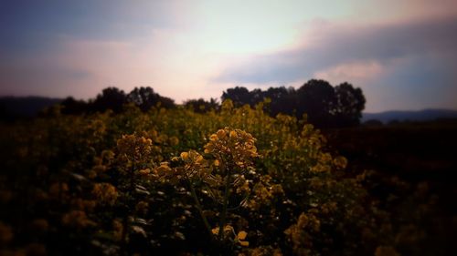 Scenic view of flowering plants on field against sky during sunset