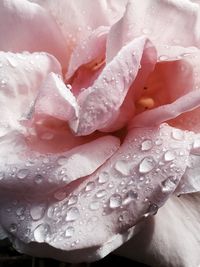 Macro shot of water drops on flower