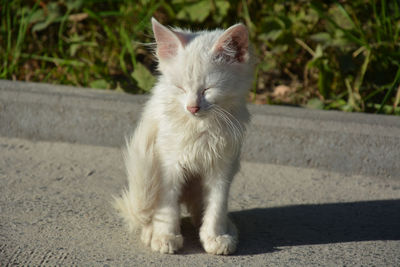 Portrait of a cat on footpath