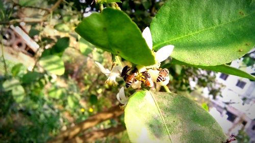 Close-up of bee pollinating on tree