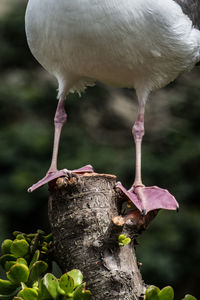 Close-up of bird perching on a tree