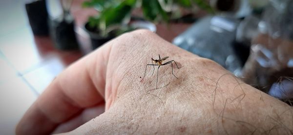 Tropical insect on hand