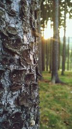 Close-up of tree trunk