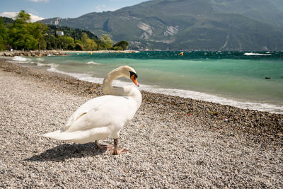 Seagull on beach