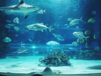 Fish swimming in aquarium