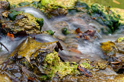 Close-up of stream flowing through mossy rocks