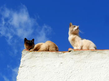 Low angle view of cats sitting against the sky