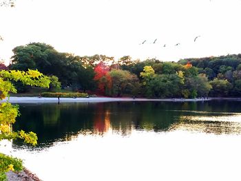 Birds flying over lake during autumn