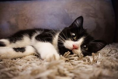 Close-up portrait of cat