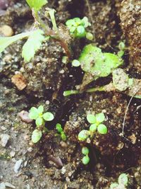 Close-up of plant growing outdoors