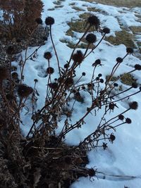 High angle view of frozen plants on snow covered land