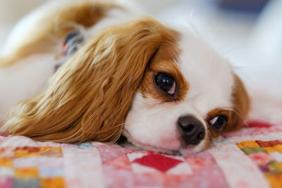 Close-up portrait of dog relaxing on bed at home