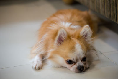 Close-up of a dog at home