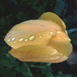 Close-up of flowers against blurred background