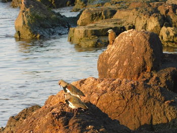 View of bird on rock by sea