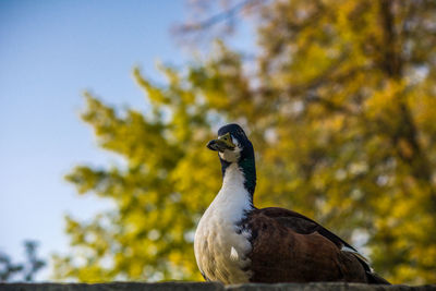 Close-up of bird perching on branch