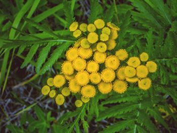 Close-up of yellow flowers blooming outdoors