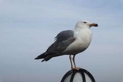 Close-up of seagull perching on a bird