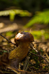 nature