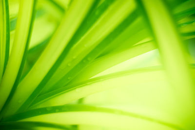 Full frame shot of palm leaves