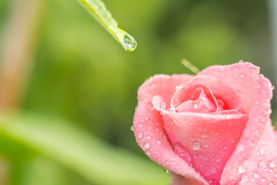 Close-up of water drops on rose