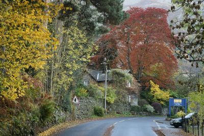 Road passing through trees