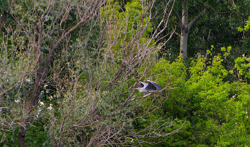 Bird flying over a forest