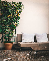 Potted plant on table against wall at home