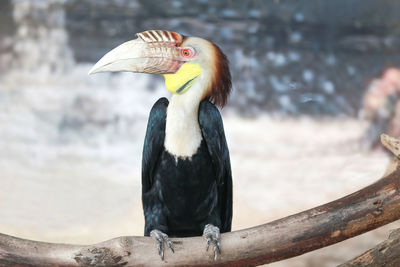 Close-up of bird perching on wood