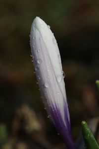 Close-up of water drops on purple flower