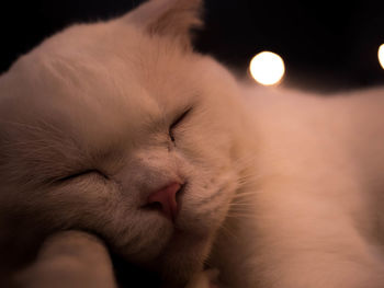 Close-up of cat sleeping
