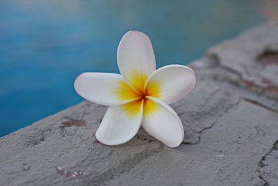 Close-up of white flower