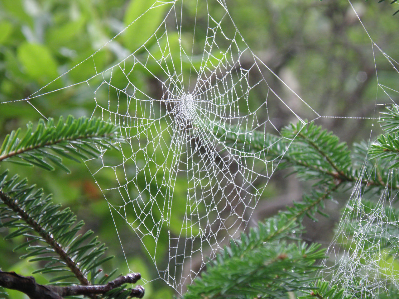 spider web, fragility, close-up, nature, plant, focus on foreground, animal, no people, wet, beauty in nature, spider, drop, animal themes, day, outdoors, complexity, water, green, pattern, dew, tree, intricacy, environment, selective focus, tranquility, leaf, plant part, rain, arachnid, forest, land, animal wildlife, growth