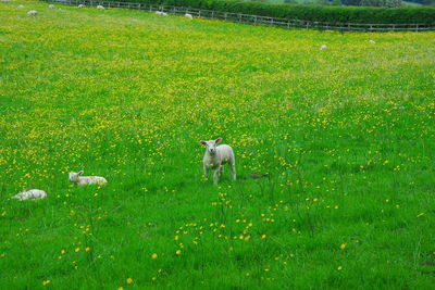 Dog on grassy field