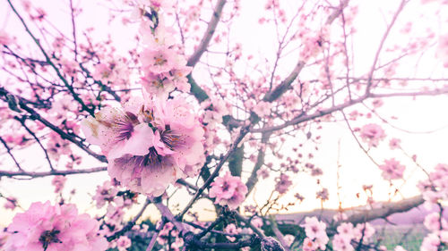 Close-up of cherry blossom