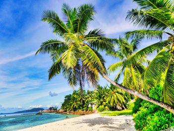 Palm tree by sea against sky