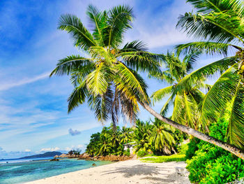 Palm tree by sea against sky