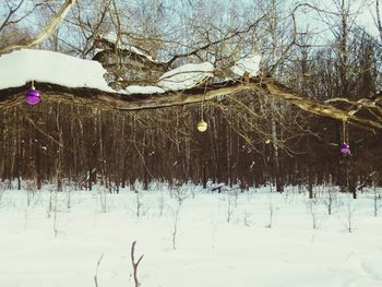 Low angle view of trees against sky during winter