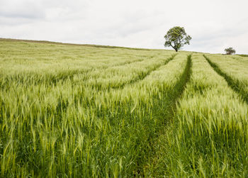 Scenic view of agricultural field against sky