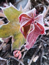 Close-up of red leaves on plant during winter