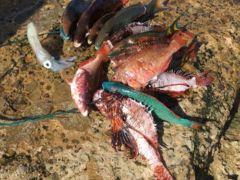 High angle view of dead fish