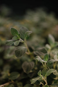 Close-up of flower buds