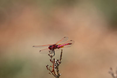 Close-up of insect on red flower